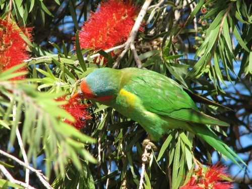 Musk Lorikeet Musk Lorikeet