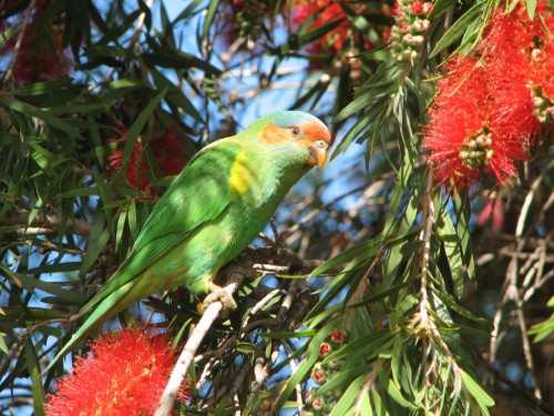 Musk Lorikeet Musk Lorikeet