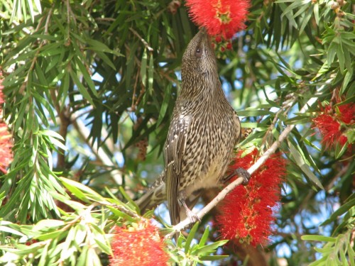 Little Wattlebird Little Wattlebird