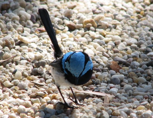 Superb Blue Wren (male) Superb Blue Wren (male)
