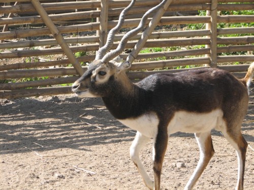 Black Buck in Central Zoo, Kathmandu Black Buck in Central Zoo, Kathmandu