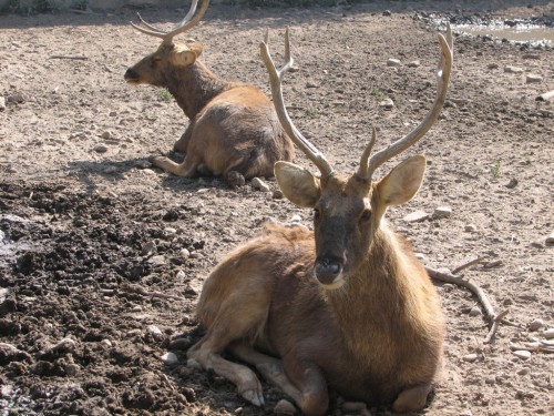 Swamp Deer in Central Zoo, Kathmandu Swamp Deer in Central Zoo, Kathmandu