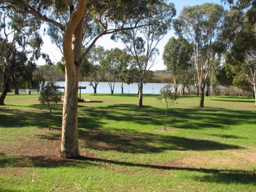 River Murray at Swanport Reserve, Murray Bridge River Murray at Swanport Reserve, Murray Bridge