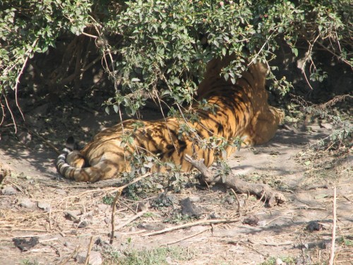 Tiger, Central Zoo, Kathmandu Tiger, Central Zoo, Kathmandu
