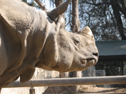 Rhinoceros, Central Zoo, Kathmandu Rhinoceros, Central Zoo, Kathmandu