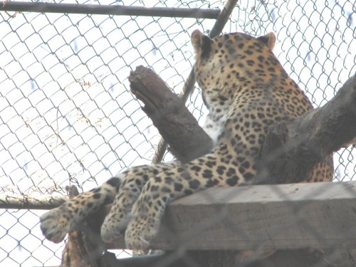 Leopard, Central Zoo, Kathmandu Leopard, Central Zoo, Kathmandu