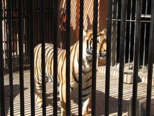 Tiger, Central Zoo, Kathmandu Tiger, Central Zoo, Kathmandu