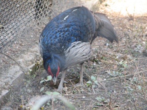 Kalij Pheasant, Central Zoo, Kathmandu