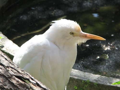 Cattle Egret, Central Zoo, Kathmandu Cattle Egret, Central Zoo, Kathmandu