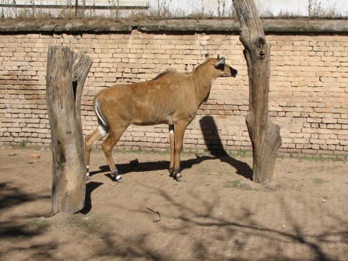 Nilgai, Central Zoo, Kathmandu Nilgai, Central Zoo, Kathmandu