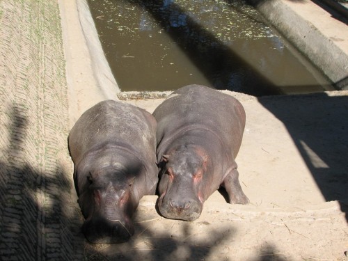 Hippopotamus, Central Zoo Kathmandu Hippopotamus, Central Zoo Kathmandu