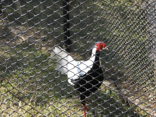 Silver Pheasant, Central Zoo, Kathmandu Silver Pheasant, Central Zoo, Kathmandu