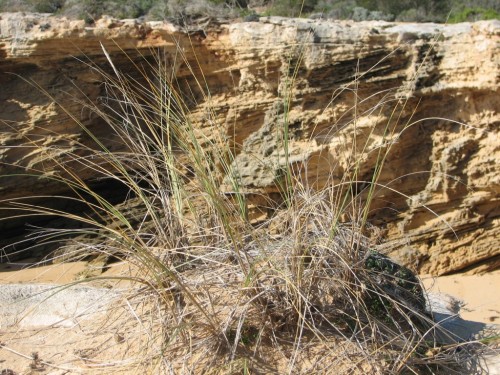 Coastal vegetation, Robe, South Australia Coastal vegetation, Robe, South Australia