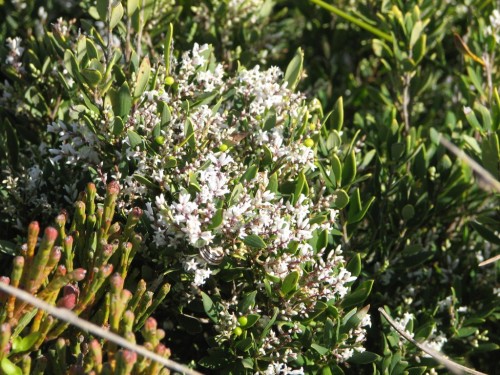 Coastal vegetation, Robe, South Australia Coastal vegetation, Robe, South Australia