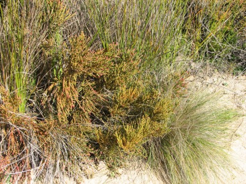 Coastal vegetation, Robe, South Australia Coastal vegetation, Robe, South Australia