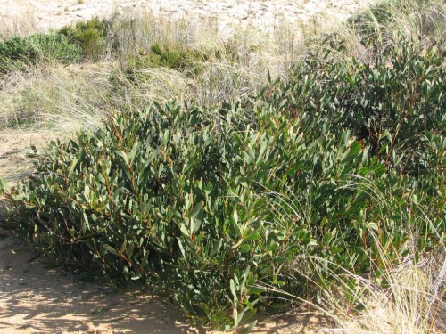 Coastal vegetation, Robe, South Australia Coastal vegetation, Robe, South Australia
