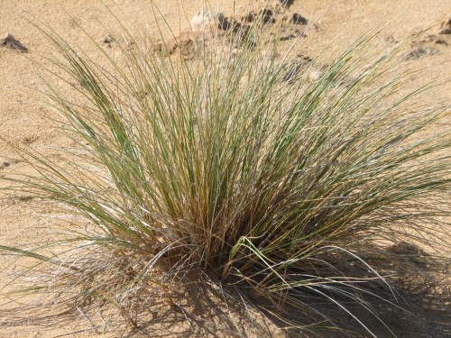 Coastal vegetation, Robe, South Australia Coastal vegetation, Robe, South Australia