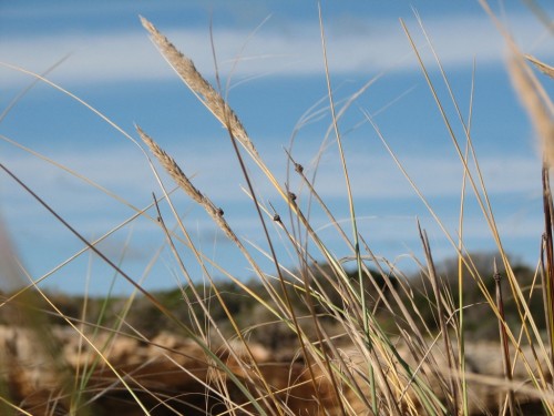 Coastal vegetation, Robe, South Australia Coastal vegetation, Robe, South Australia
