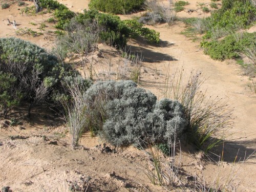 Coastal vegetation, Robe, South Australia Coastal vegetation, Robe, South Australia