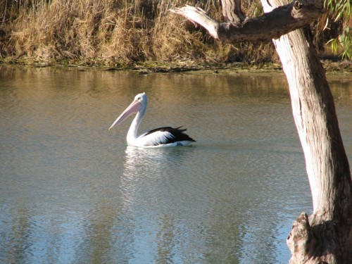 Australian Pelican, River Murray, Loxton Australian Pelican, River Murray, Loxton