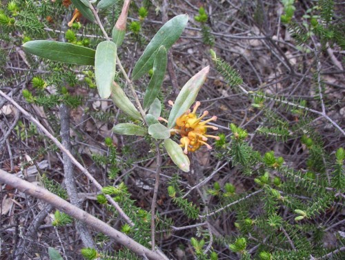 Wildflower in Geebung NP NSW Wildflower in Geebung NP NSW