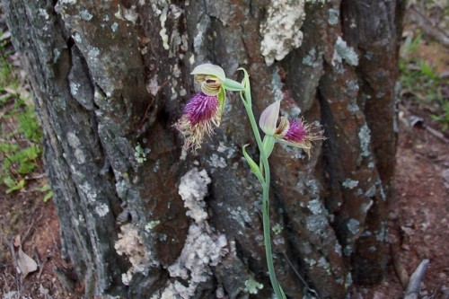 Orchid flowers Orchid flowers