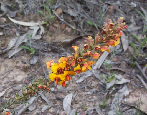 Wildflower in Geebung NP NSW Wildflower in Geebung NP NSW