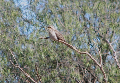 Pallid Cuckoo, Round Hill Nature Reserve Pallid Cuckoo, Round Hill Nature Reserve