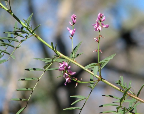 Wildflowers at Cocoparra National Park