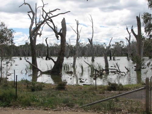 Gum Swamp, Forbes, New South Wales Gum Swamp, Forbes, New South Wales