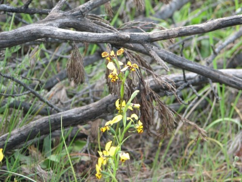 Weddin Mountains National Park - native orchids Weddin Mountains National Park - native orchids