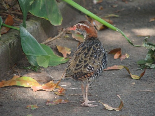 Buff-banded Rail, Royal Botanic Gardens, Sydney Buff-banded Rail, Royal Botanic Gardens, Sydney
