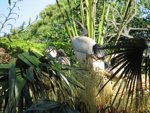 White Ibis nesting, Royal Botanic Gardens, Sydney