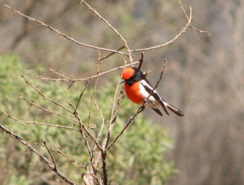 Red-capped Robin (male) Red-capped Robin (male)