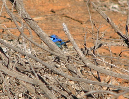 Splendid Wren (male) Splendid Wren (male)