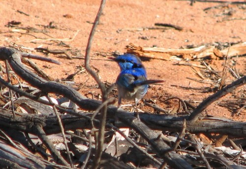 Splendid Wren (male) Splendid Wren (male)