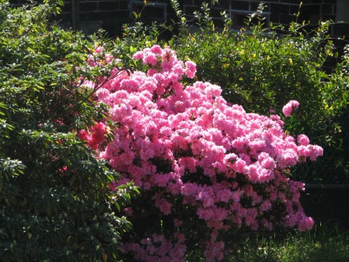 Garden flowers in Artarmon, Sydney Garden flowers in Artarmon, Sydney