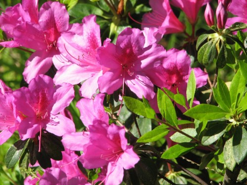 Garden flowers in Artarmon, Sydney Garden flowers in Artarmon, Sydney