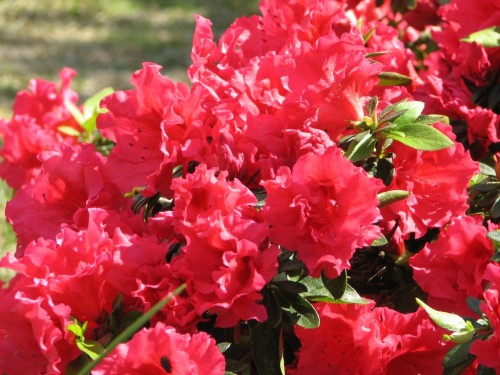 Garden flowers in Artarmon, Sydney Garden flowers in Artarmon, Sydney