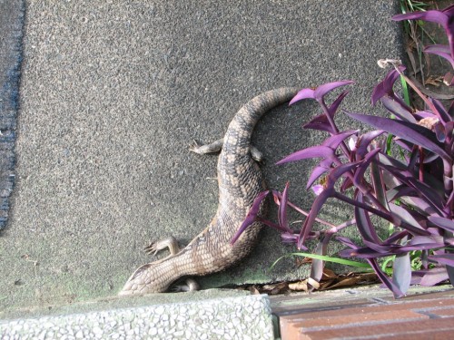 Eastern Blue Tongue Lizard