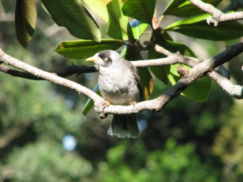 Noisy Miner Noisy Miner