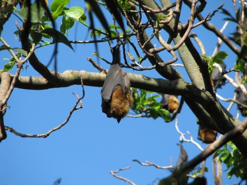 Grey-headed Flying Foxes Grey-headed Flying Foxes