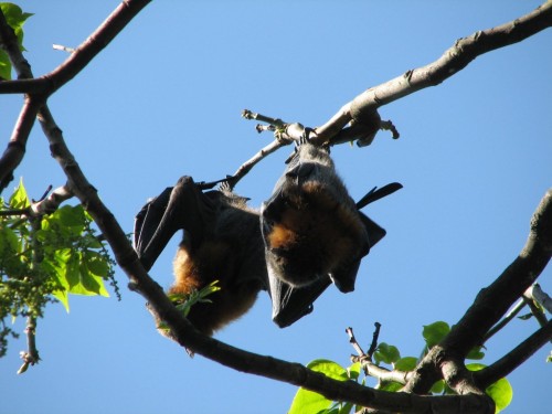 Grey-headed Flying Foxes Grey-headed Flying Foxes