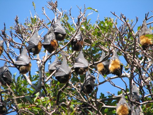 Grey-headed Flying Foxes Grey-headed Flying Foxes