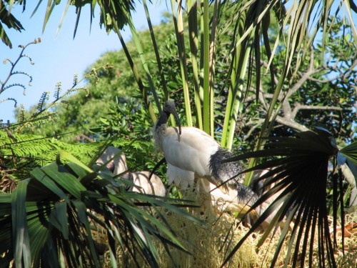 White Ibis nesting, Royal Botanic Gardens, Sydney