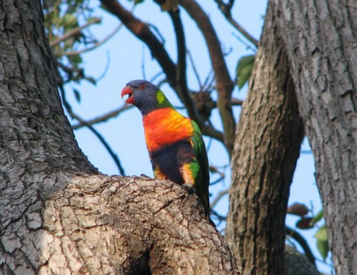 Rainbow Lorikeet, Royal Botanic Gardens, Sydney Rainbow Lorikeet, Royal Botanic Gardens, Sydney