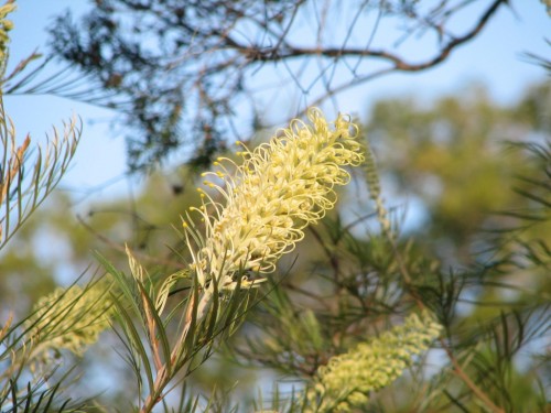 Grevillea flowers, Royal Botanic Gardens, Sydney Grevillea flowers, Royal Botanic Gardens, Sydney