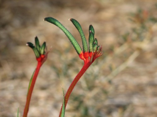 Kangaroo Paw flower, Royal Botanic Gardens, Sydney Kangaroo Paw flower, Royal Botanic Gardens, Sydney