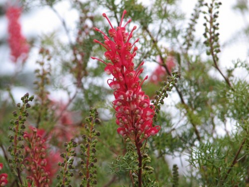 Grevillea flowers, Royal Botanic Gardens, Sydney Grevillea flowers, Royal Botanic Gardens, Sydney
