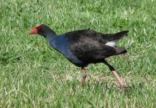 Purple Swamphen Purple Swamphen